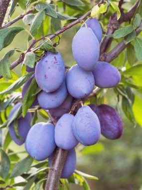 Ağacın dalında olgun erik meyvesi (Prunus domestica). Ev yapımı bahçede yetişen taze meyveler. Yakın plan. Organik tarım, sağlıklı yiyecekler, BIO videoları, doğa konseptine dönüş..