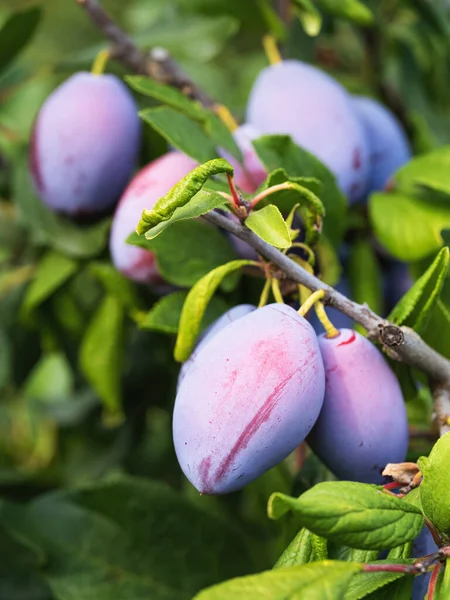 Ripe Plum Fruit Prunus Domestica Branch Tree Fresh Bunch Natural — стоковое фото