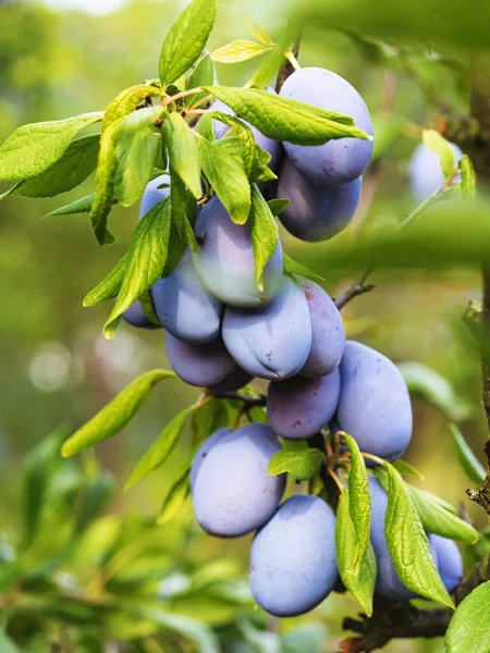 Dojrzałe Owoce Śliwki Prunus Domestica Gałęzi Drzewa Świeża Masa Naturalnych — Zdjęcie stockowe