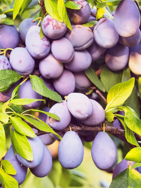 Dojrzałe Owoce Śliwki Prunus Domestica Gałęzi Drzewa Świeża Masa Naturalnych — Zdjęcie stockowe