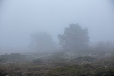 Sisli bir arazide iki ağaç silueti