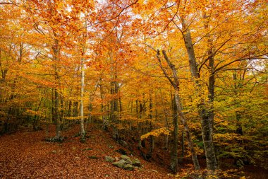 Renkli ağaçlarla dolu bir sonbahar manzarasında orman