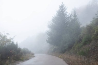 Sonbahar ve sisli bir ormanda hiçliğe giden yol