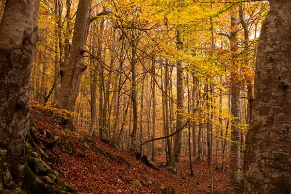 Forest Autumn Landscape Colorful Trees — Stock Photo, Image