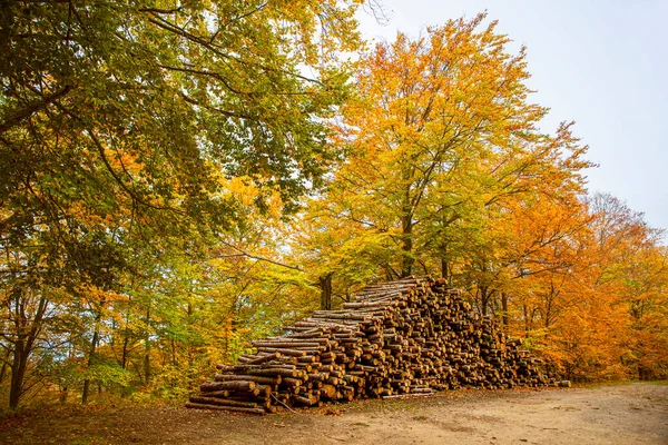 Stacked Wood Autumn Landscape Colorful Trees — Stock Photo, Image
