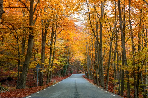 Driving Nowhere Autumn Forest — Stock Photo, Image