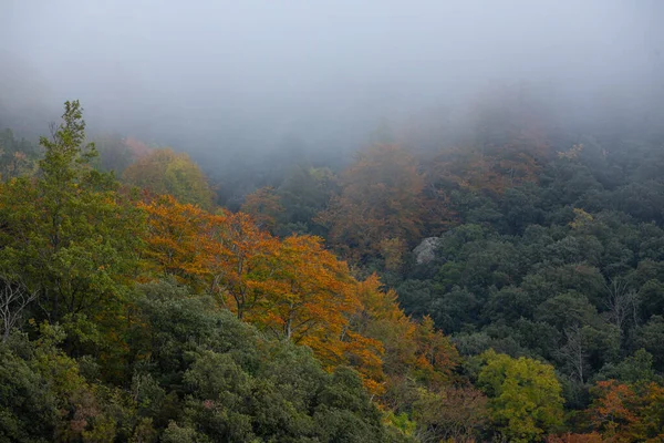 Sonbahar Manzarasında Renkli Ağaçlarla Kaplı Sisli Bir Orman — Stok fotoğraf