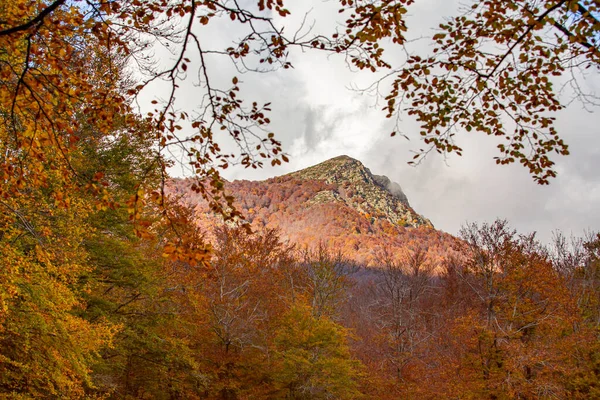 Sonbahar Manzarasında Orman Dağ — Stok fotoğraf