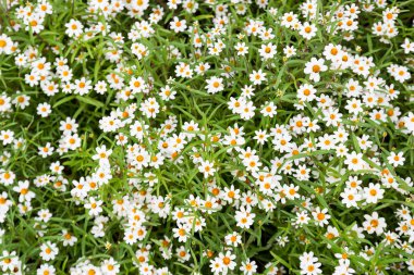 küçük beyaz çiçek sarı polen ile