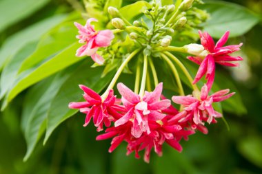 güzel rangoon sarmaşık