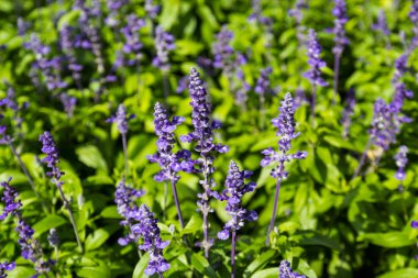güzel bir mor çiçek mae fah luang Garden