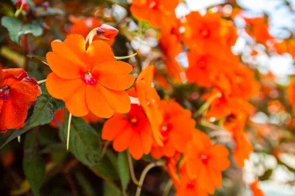 Belle fleur rouge au jardin Mae Fah Luang — Photo