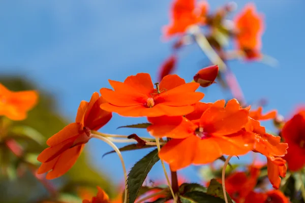 Hermosa flor roja en Mae Fah Luang Garden —  Fotos de Stock