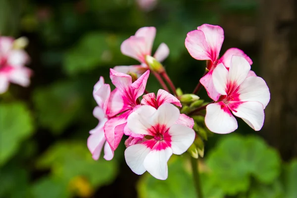 美丽的三色堇花在湄 fah 銮花园 — 图库照片