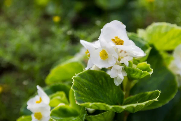 Mae fah luang Garden güzel beyaz bir çiçek — Stok fotoğraf