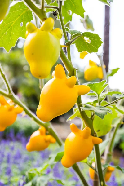 Solanum mammosum plant — Stock Photo, Image