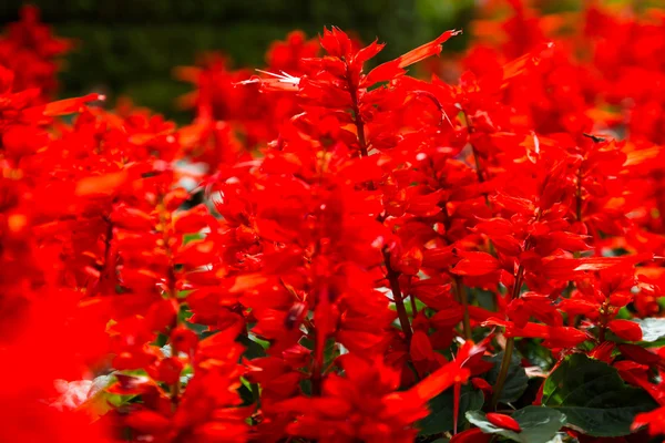 Beautiful red flower at Mae Fah Luang Garden — Stock Photo, Image