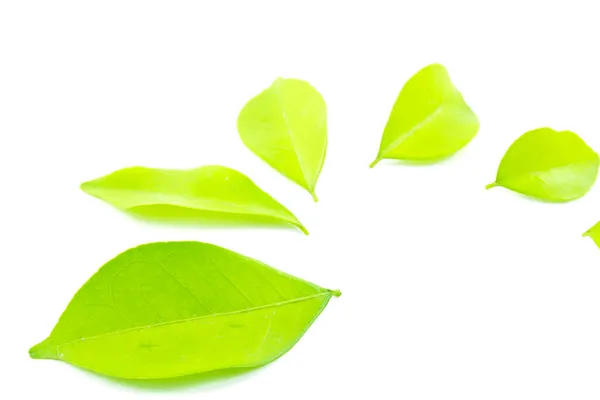 Frunze verzi izolate — Fotografie, imagine de stoc