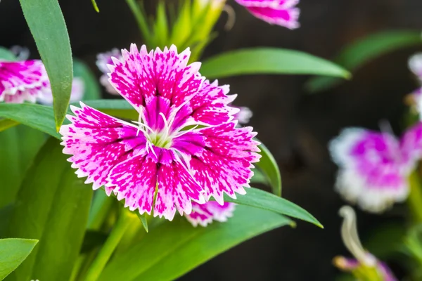 Dianthus chinensis — Foto de Stock