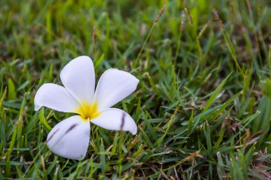 Beyaz ve sarı frangipani çiçekler