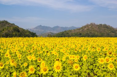 Güneş çiçek alanı