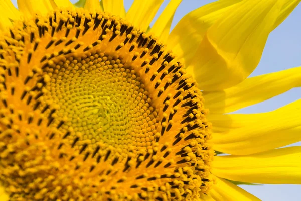 Sun Flower field — Stock Photo, Image