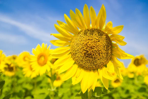 Sun Flower field — Stock Photo, Image