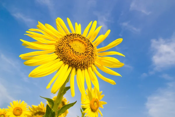 Sun Flower field — Stock Photo, Image