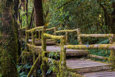 Ang Ka doğa iz Doi Inthanon Milli Parkı