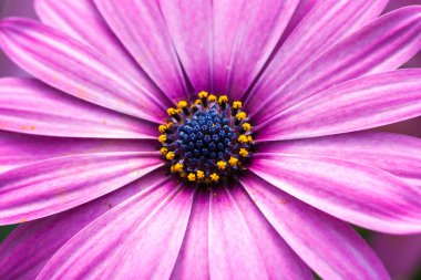 mor papatya çiçeği 