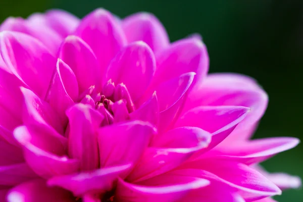 Flor de Dahlia o Dalia en la Royal Agricultural Station Inthano — Foto de Stock