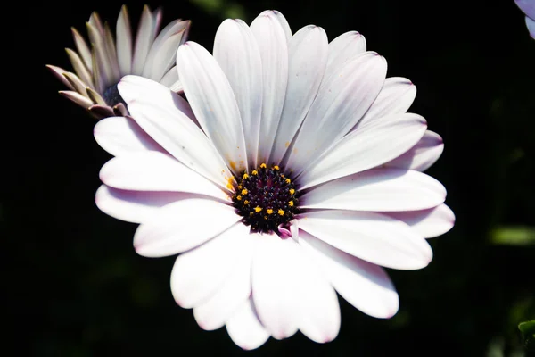 Flor de margarita africana blanca y púrpura — Foto de Stock