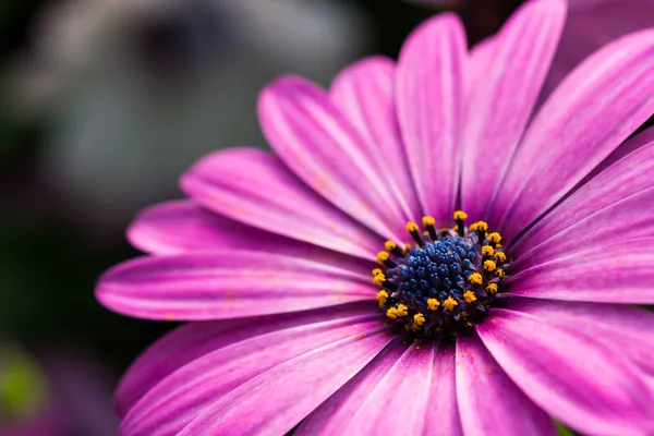 Flor de Margarita púrpura — Foto de Stock