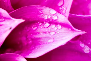 Dahlia veya dalia çiçek, royal tarım istasyonu inthano