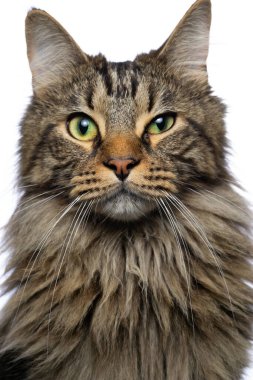 kedi beyaz arkaplanda izole edildi