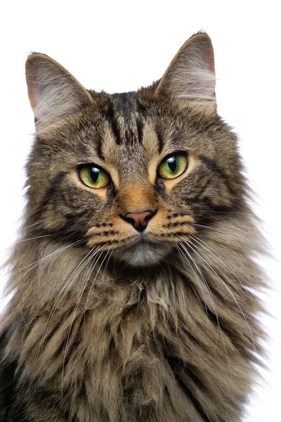 kedi beyaz arkaplanda izole edildi
