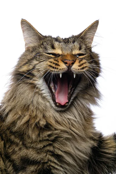 The cat yawns. On a white background — Stock Photo, Image