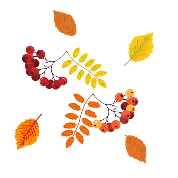 アルダーとローンの秋の葉 秋の明るいローワンベリー はがき カード ベクトルイラスト — ストックベクタ