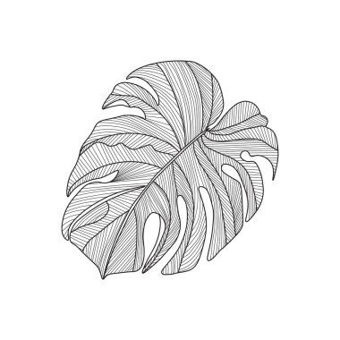 Modern doğrusal tarzda tek yapraklı tropikal bir canavar. Bir yaz yaprağının elle çizilmiş egzotik bir çizimi. Çizgi çizimli Philodendron yaprağı. Beyaz, vektör üzerinde izole