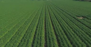 Alçaktan uçuş yeşil dosyalandı. Kırsal alanda yeşil buğday tarlaları manzarası. Açık hava tarım tarım konsepti. Havadan düşük açı hızı