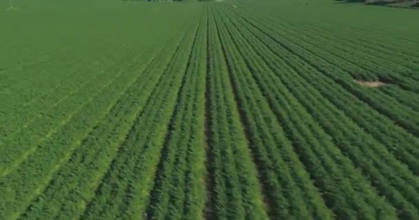 Basso atteggiamento Volo sopra verde archiviato. Erba di grano verde campi vista paesaggio in campagna. concetto di azienda agricola all'aperto. Velocità angolare bassa aerea Filmato Stock