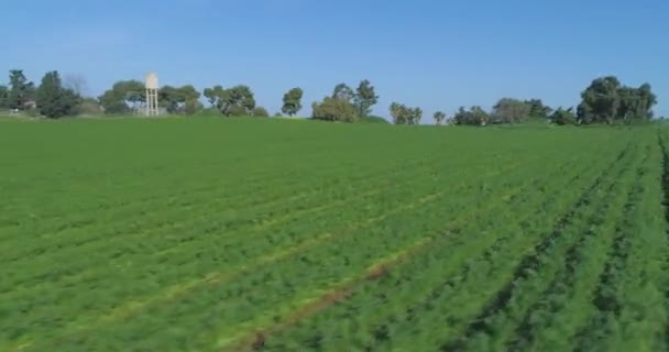 Atteggiamento basso Volo sopra verde alle case di campagna. Erba di grano verde campi vista paesaggio in campagna. concetto di azienda agricola all'aperto. Velocità angolare bassa aerea Video Stock