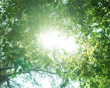 Güneş ışığı ağaç dalları arasında parlar.