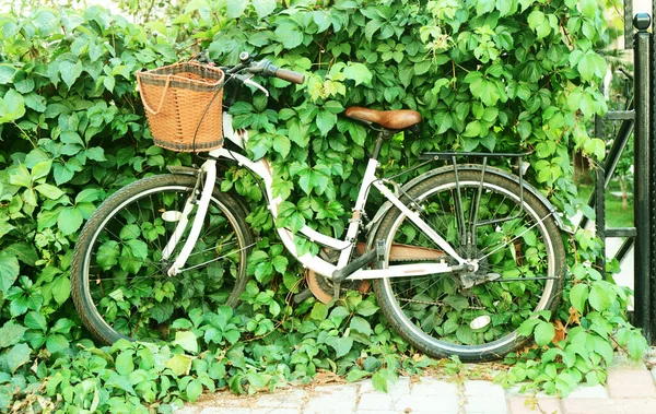 Rower Zielonych Liściach Koszem Przednim Błotniku — Zdjęcie stockowe