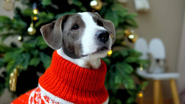 Kırmızı Süveter Giyen Noel Ağacının Yanında Oturan Köpek — Stok fotoğraf