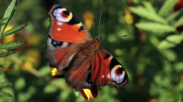 Primer Plano Hermosa Mariposa Sentada Flor — Foto de Stock