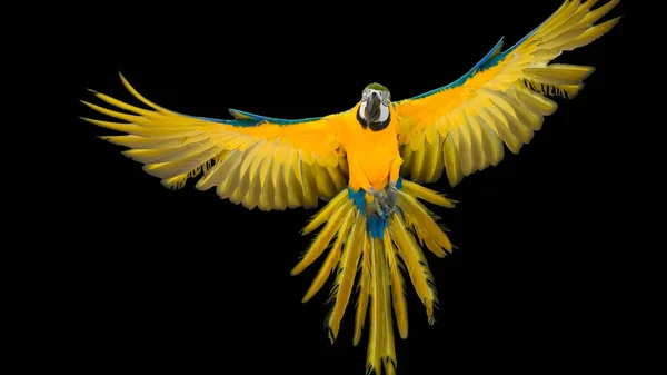 Bunter Fliegender Papagei Isoliert Auf Schwarz — Stockfoto