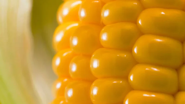 Corn Cob Close — Stock Photo, Image