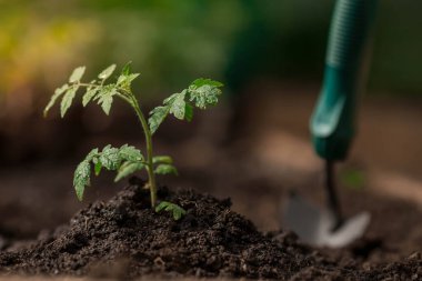 Close-up. Soil with a young plant. Planting seedlings in the ground. There is a spatula nearby. The concept of nature conservation and agriculture.