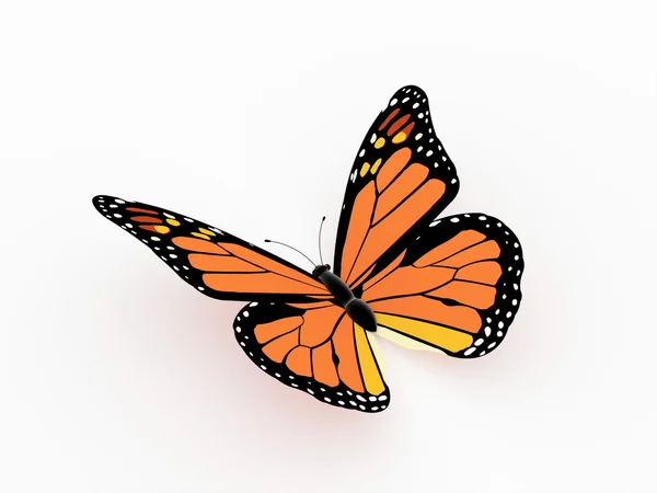 Butterfly orange isolated — Stock Photo, Image